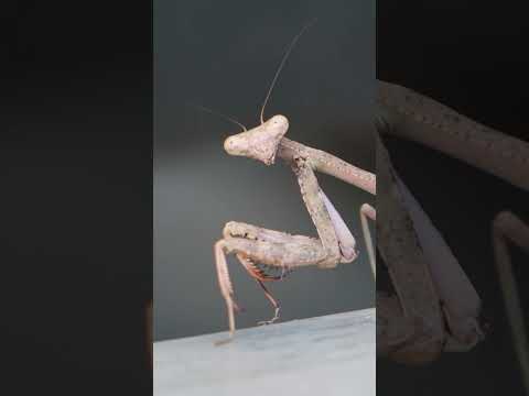Praying Mantis Staredown