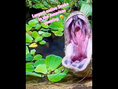 Americas largest snake 🥱 Must see 🐍