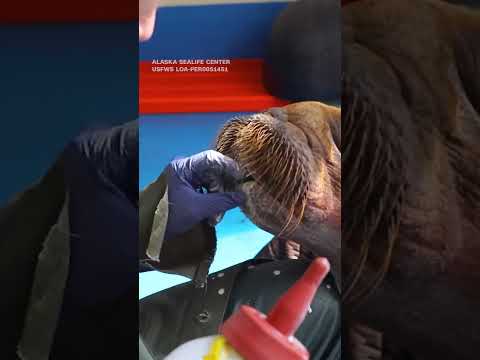 Walrus calf rescued in Alaska is under '24/7 cuddle care'