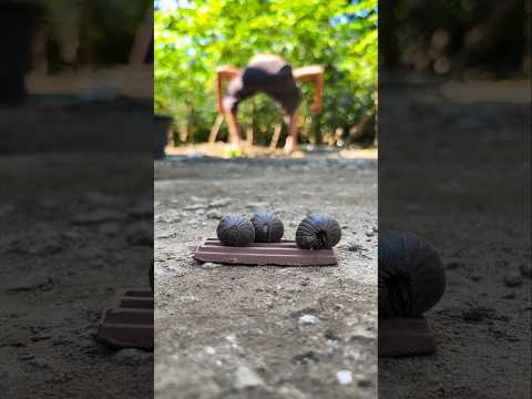 Free entertainment, labubugs come to chocolate and the man dances joyfully #pillmillipede