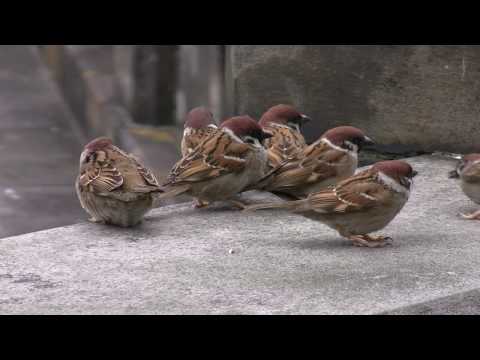 スズメ大げんか　(野鳥HD)