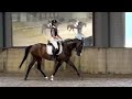 Dressage horse Dressuurtalent Vivaldi Merrie