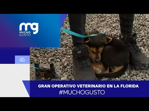 #muchogusto / Gran operativo veterinario en La Florida