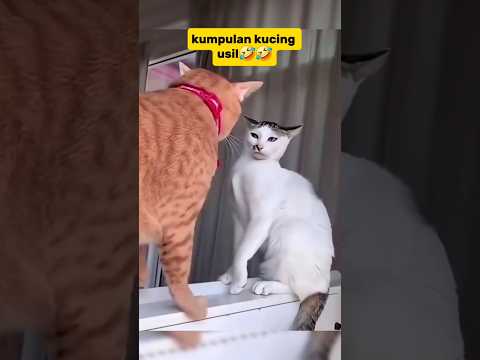 kucing usil😺 #cat #kucinglucu #kucing #funnycats #funny #shots