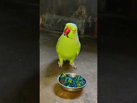 mummy papa talking parrot 🦜 #talkingparot #petbird #funny #nonstoptalkingparrot #viralshort#trending