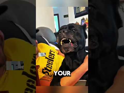 The italian Bodygurad #bodyguard #canecorso #italian #petshub #dogbreed #facts #animals #dog #foryou