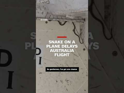 Snake on a plane delays flight in Australia