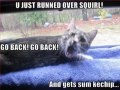 Very Funny Cats 38