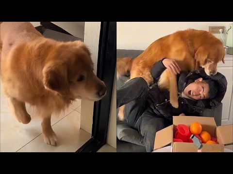 毛毛祝大家新年行大运！  ❤️#聪明旺豆豆