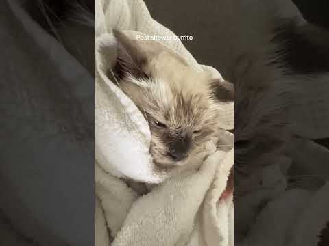 Suchi loves bath time 🥹 ..kinda