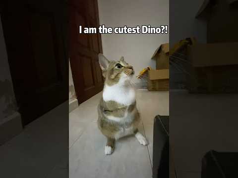 猫の動画サムネイル - Cutest dino right?🐱🦖#dino#famoustcat#fyp#cat