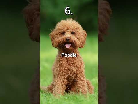 PART 2 of #dog #dogshorts #dogbreed