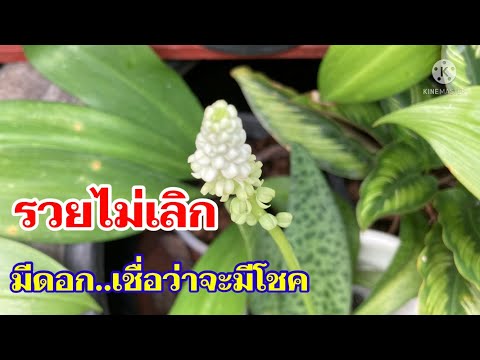 รวยไม่เลิก|ไม้มงคล|ออกดอกแล้วโ