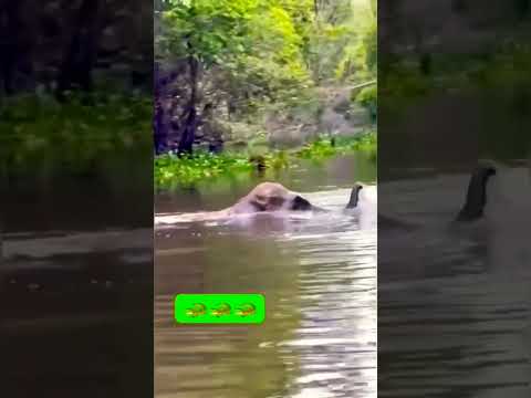 #nature #naturephotography  #crocodile Attack #elephant #wildlife  #travel #youtubeshorts #animals