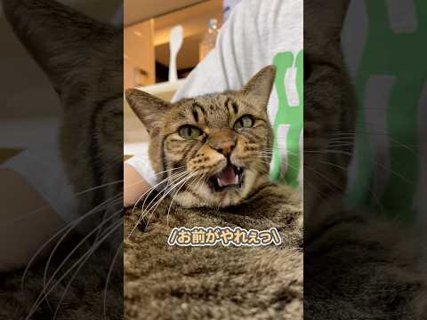 飼い主の立場が底辺であることが、よくわかる動画