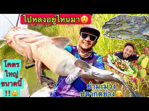 แซ่บในซอยโคราช Channel โคตรใหญ่‼️ไปหลงอยู่ไหนมา😲🎣ตกปลากดแม่น้ำทำยำมะม่วงปลากดย่างน้