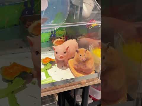 The Golden silk bear is so cute that it makes one feel inflated#Record the daily pet-keepi