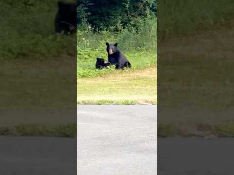 A New England day! #newengland #bear #connecticut #niceday #bears #fairfield