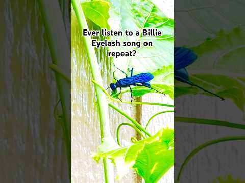The sweet seductive allure of nectar ies. #wildlife #nature #shorts #fyp #blue #billieeilish #tx