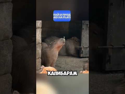 Капибара 🥷 #shorts #capibara #cute