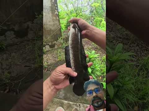 fishing 🦦🎣 #fishing #viral #trending #shortsfeed #cartoon #shortsviral