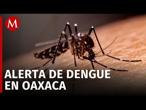 Alarmante incremento de casos de dengue en Pinotepa Nacional, Oaxaca