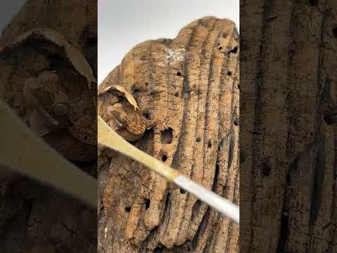 クレステッドゲッコー・給餌Live限定15匹 ライブ ハイライト