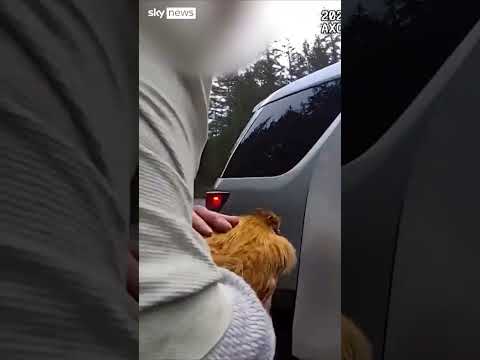 Man allegedly steals ex-girlfriend's chicken