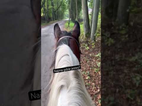 Moje konie nie lubią chodzić same w teren. Muszą mieć towarzystwo… #konie #horse