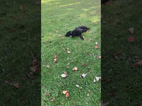 Cavapoo Deputy Head Boy Gus having a roll after a bath and before a blow dry.@DogtrainersUK
