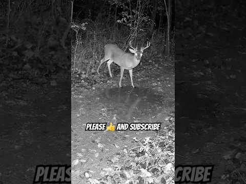 Wild 8 Point Buck Up Close | Deer Caught Drinking from Puddle in the Woods #shorts