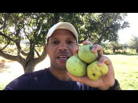 Mi primera vez Recogiendo Manzanas ? en León, España