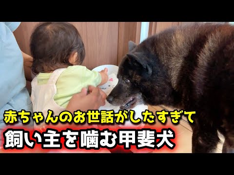 甲斐犬一休が赤ちゃんのお世話に夢中でパパを噛む映像解説 サムネイル