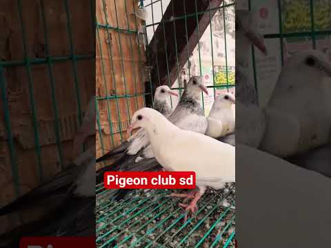 #@madrasy baby #shok viral video #shok kare sabhi #@