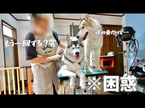 【衝撃】兄の番なのにトリマーさんの邪魔ばかりして困らせるやんちゃな弟ww 【シベリアンハスキー】