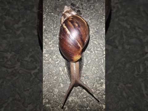 🤗🐌🤗 yah Hai ek cute sa snail || #animalssnail  #khatarnak #shorts
