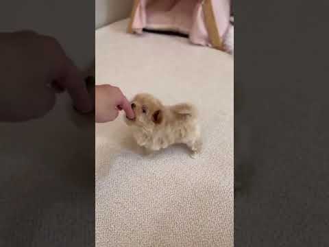 Cute Little Puppy 🥰🐕 #viralvideo #cute #puppy #cuteanimal #puppies #trend #trending #shortvideo #fyp