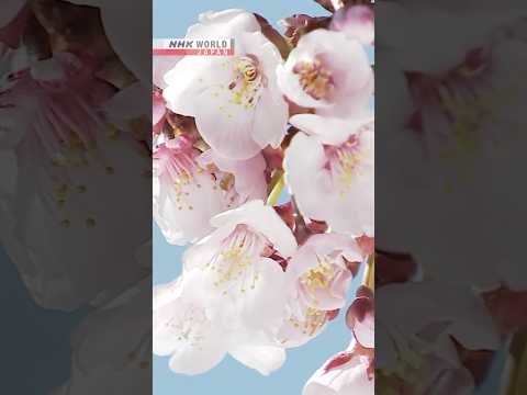 Cherry tree bloom kindles hope in TohokuーNHK WORLD-JAPAN NEWS #shorts