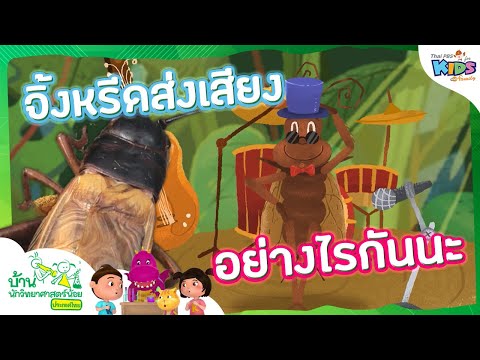 จิ้งหรีดส่งเสียงอย่างไรกันนะ|