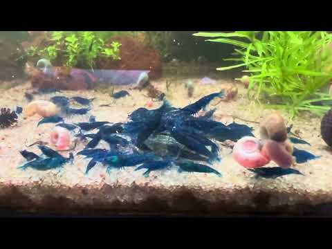 Ocean Blue Neocaridina Shrimp for AAA Aquatic Auct The ocean blue neos are the hot new shrimp on the block. The blue in these guys is absolutely gorgeo