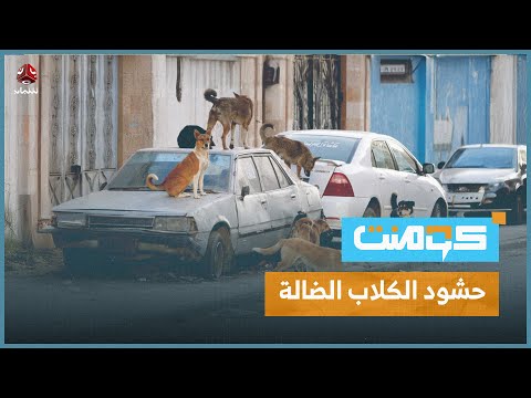 انتشار مخيف للكلاب المسعورة في تعز والأطفال في خطر | كومنت