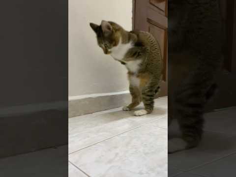 面白くて驚きの瞬間をカメラで撮影した映像をご紹介 サムネイル