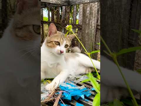 #cat #cats #cute #catvideos #catshorts #catai #ai #funny #love #pets #lovely #shorts #shortvideos