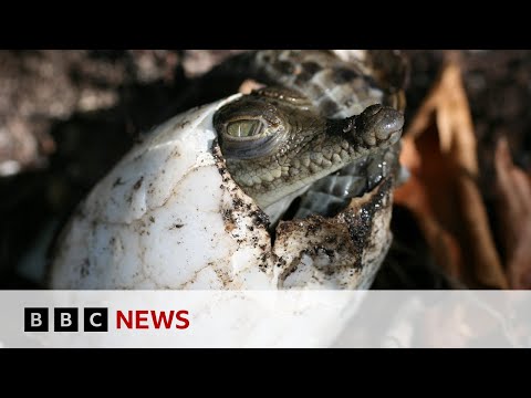 Crocodile makes herself pregnant in Costa Rica zoo - BBC News