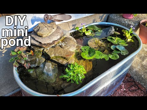Setting Up a Mini Pond! In this video we set up a beautiful outdoor mini pond.  Do you like the fish that we chose for our p