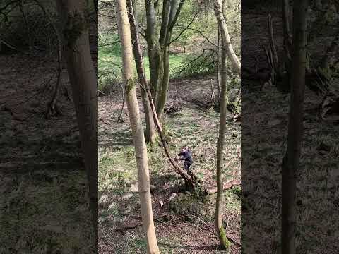 Felling rotten tree gone wrong