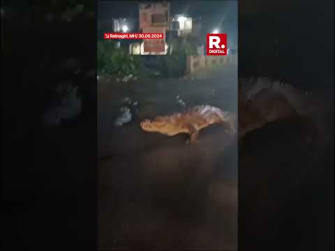 Crocodile Seen Strolling On Road After Heavy Rain In Maharashtra’s Ratnagiri | Viral