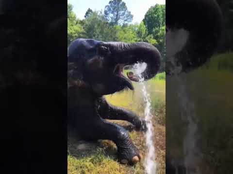 elephant shower activity 😱😱 #shortvideo #tags #elephant