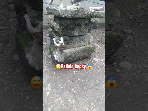 Bailalo Rocky Ta Ta Ta 💖🐶 #titanbeastok #bailalorocky