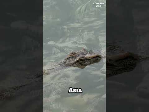 Why is it called a Siamese crocodile? #shorts #animals #animalkingdom #crocodile #siamesecrocodile
